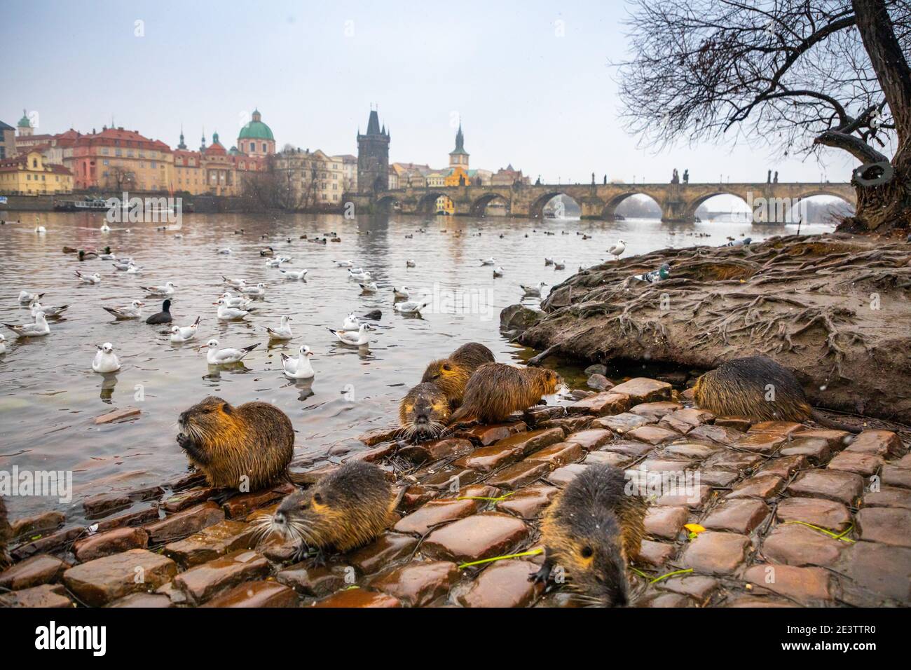 Nutria dans l'eau de la Vltava sur le pont Charles backgrond à Prague, république Tchèque Banque D'Images