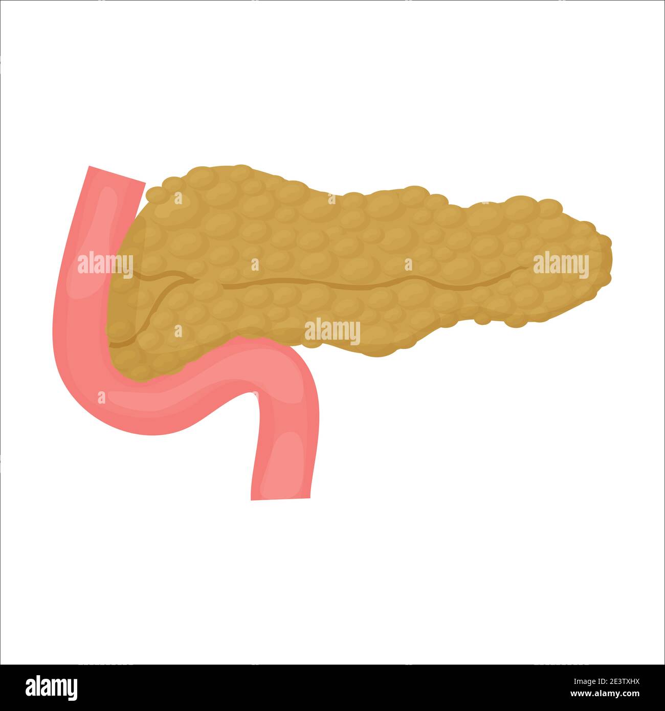 Pancréas organe humain, modèle médical de style dessin animé isolé sur fond blanc illustration vectorielle. Sheme, concept de structure, élément d'éducation. Illustration vectorielle Illustration de Vecteur