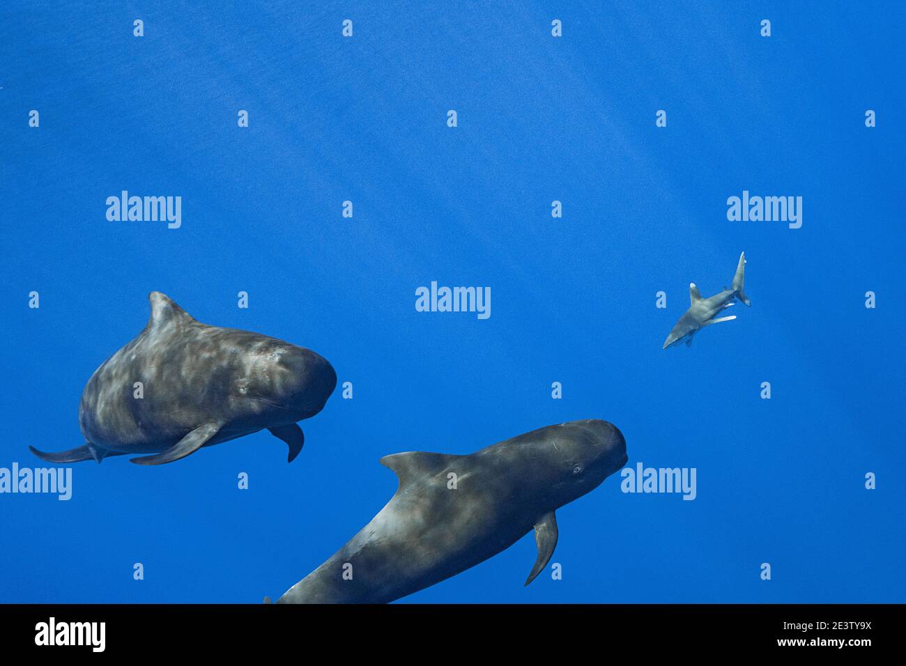 Un groupe de rorquals pilotes à petites ailerons, Globicephala macrorhynchus, est suivi d'un requin océanique à pointe blanche, Carcharhinus longimanus, côte sud de Kona, en H Banque D'Images