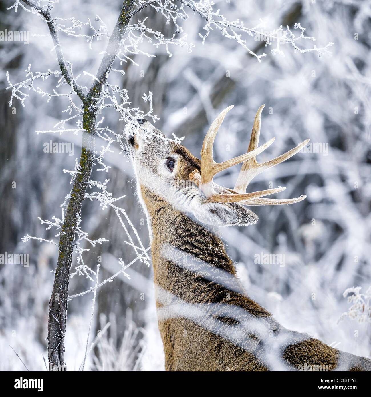 Buck de cerf à queue blanche par une journée hivernale glacielle, Manitoba, Canada. Banque D'Images