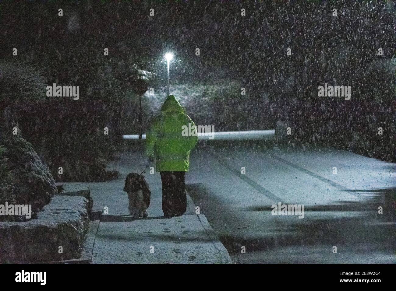 Flintshire, pays de Galles du Nord, Royaume-Uni mercredi 20 janvier 2021, Royaume-Uni Météo: Après une journée de pluie torrentielle maintenant Storm Christoph est maintenant en train de blanchir la région dans la neige lourde à Flintshire, au nord du pays de Galles avec des heures de neige attendus pendant la nuit. Fortes chutes de neige pendant que Storm Christoph passe à travers Lixwm Village dans Flintshire comme ce chien marcheur découvert ce soir. © DGDImages/Alamy Live News Banque D'Images