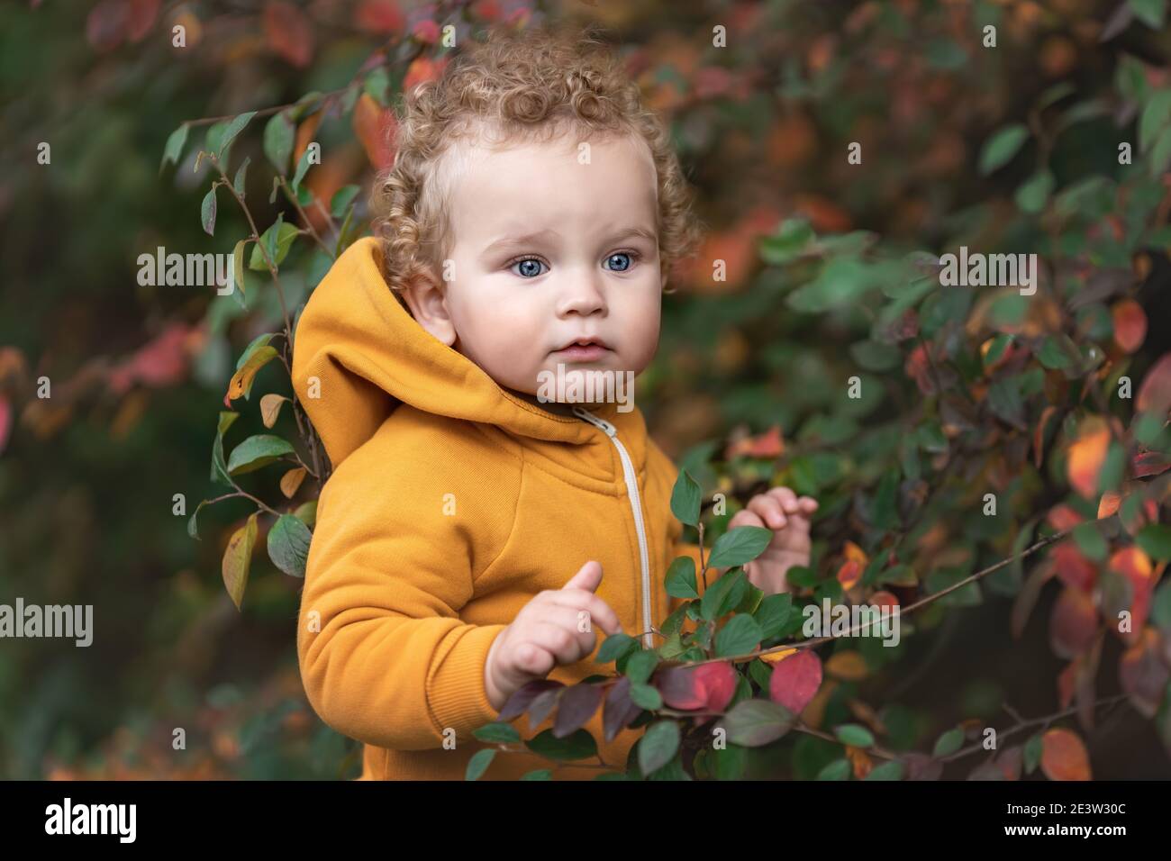 Joli petit garçon avec des cheveux bouclés et de grands yeux bleus parmi les feuilles d'automne Banque D'Images