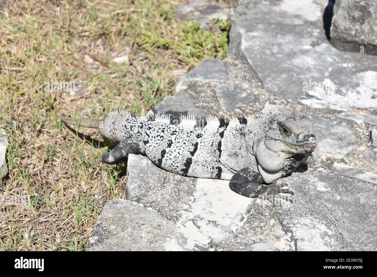 Iguana se prélassant au soleil sur un rocher sec parmi les ruines mayas de Tulum, Yucatan, Mexique Banque D'Images