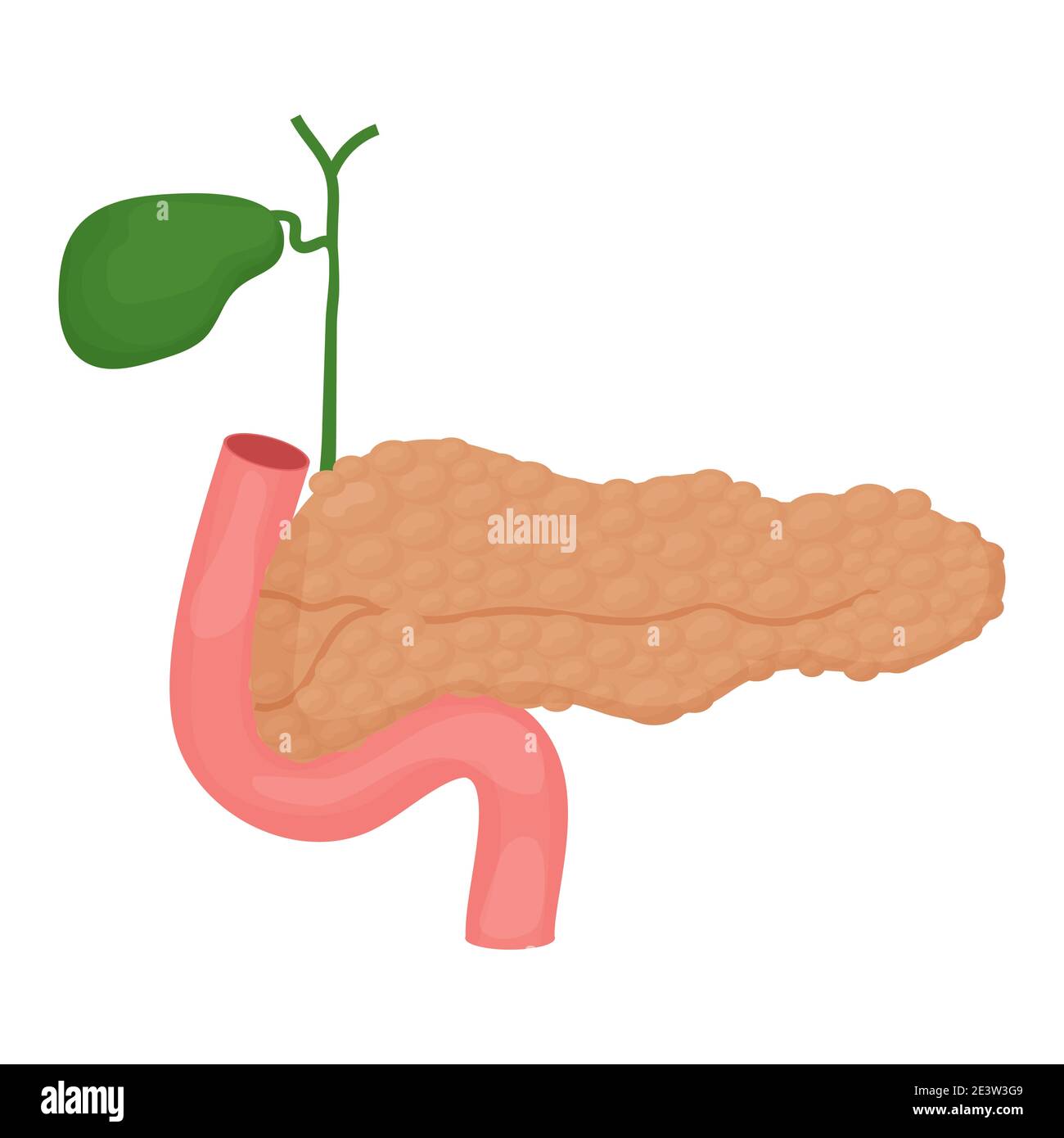 Pancréas modèle humain, organe de style dessin animé isolé sur fond blanc. Fonction, système d'insuline. Soins de santé, concept d'éducation. Illustration vectorielle Illustration de Vecteur