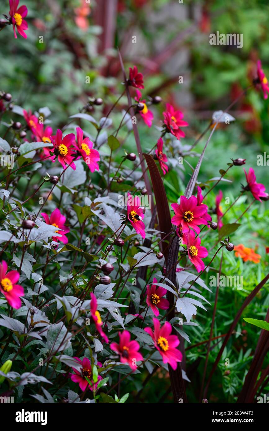 Dahlia,dahlias,plantules,fleur rouge pourpre, fleurs,floraison,RM florales Banque D'Images