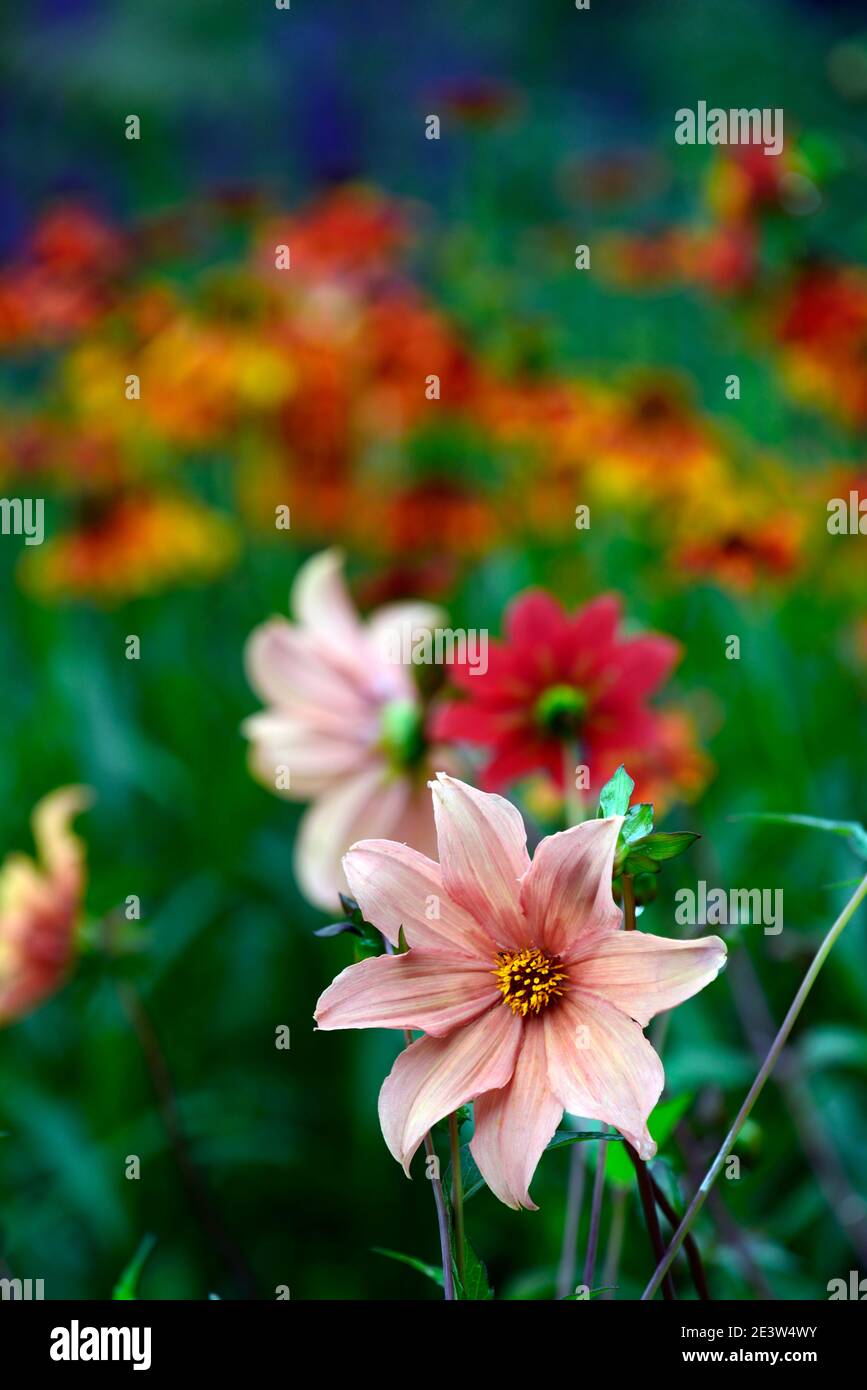 dahlia,dahlias simples,plantule,fleur d'orange abricot, fleurs,fleur,RM floral Banque D'Images