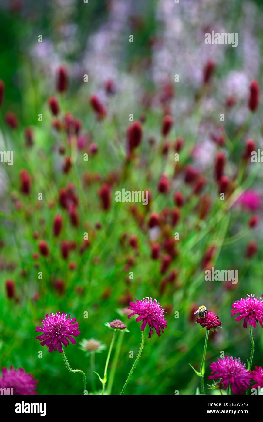 Knautia macedonica,scabious,pinbuy,vin fleurs rouges,fleur,floraison,fleurs sauvages,jardin,jardins,animaux sauvages, sanguisorba en arrière-plan,RM Flo Banque D'Images