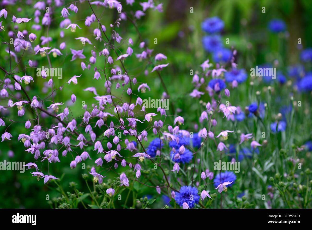 Thalictrum delavayi,prairie rue,Centaurea cyanus,fleurs de maïs,fleurs bleues et lilas,fleurs bleues et violettes,pourpre,lilas,fleurs,fleurs,fleurs,fleurs,fleurs,fleurs,fleurs,fleurs,fleurs,fleurs,perenn Banque D'Images