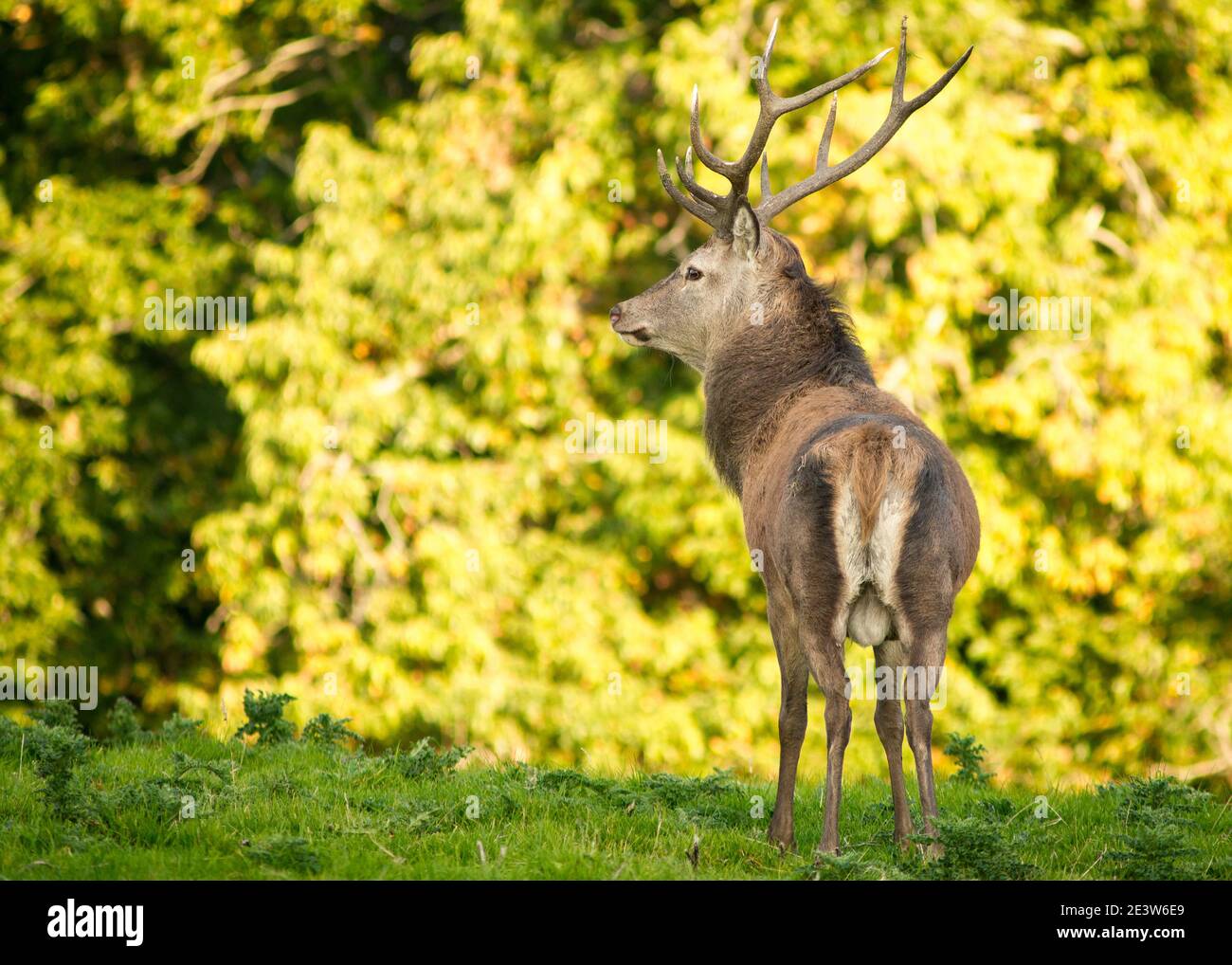 Vue arrière de Red Deer Stag ou Cervus elaphus pendant la ruse Saison dans le parc national de Killarney Comté de Kerry Irlande Banque D'Images