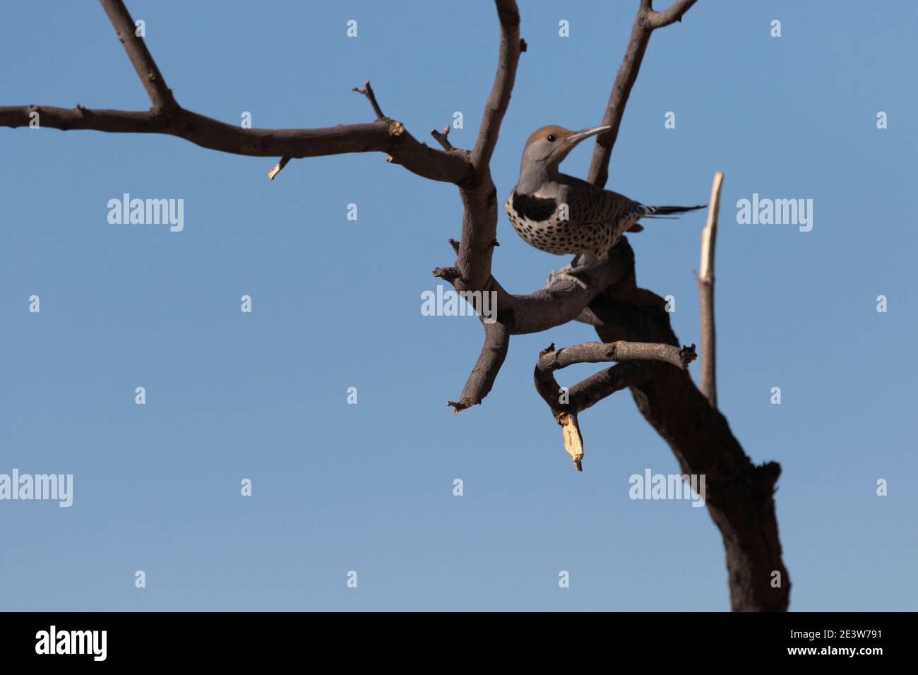 Le magnifique pic de scintillement montre la marque de champ de croissant noir sur sa poitrine tout en perchée sur la branche d'arbre Mesquite à Tucson, Arizona Banque D'Images