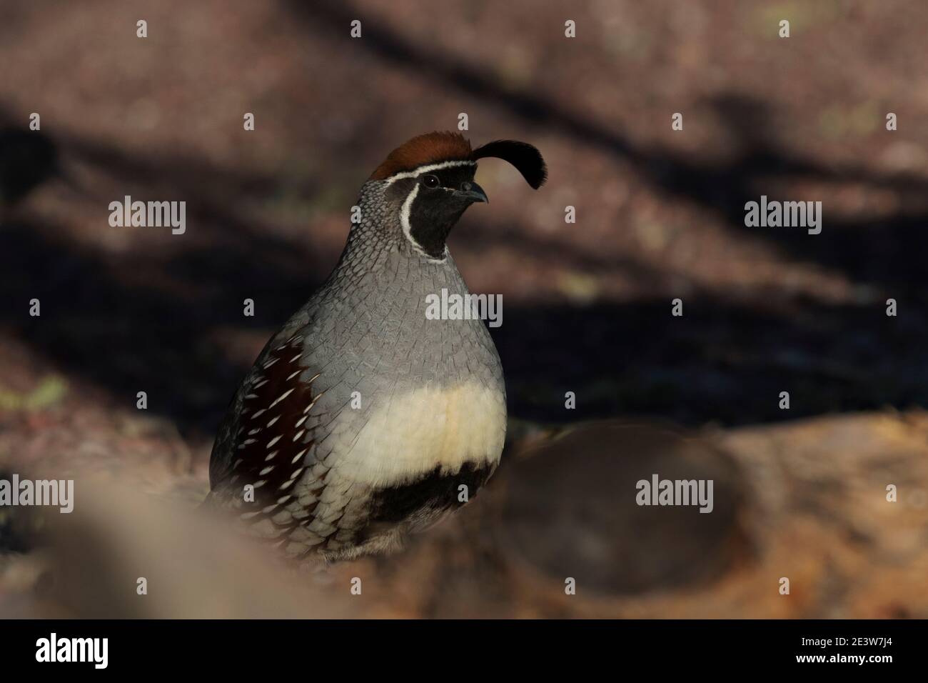 Le Quail de Gambel masculin présente un écusson orienté vers l'avant, une couronne de cannelle, un ventre ventral et une pièce noire centrale en portrait au sol en Arizona. Banque D'Images