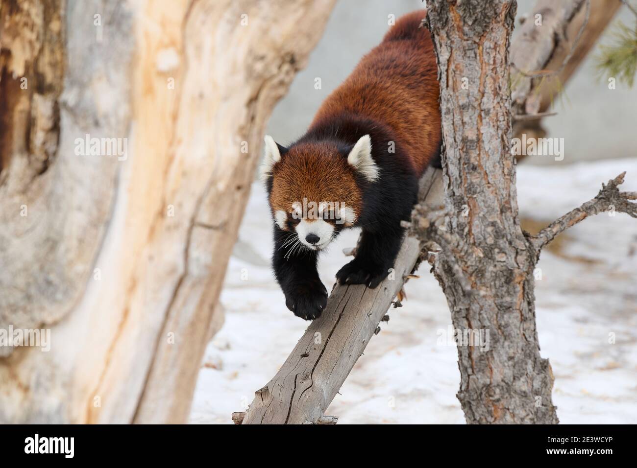 Red panda (Ailurus fulgens), Calgary, Calgary Zoo, Alberta, Canada Banque D'Images