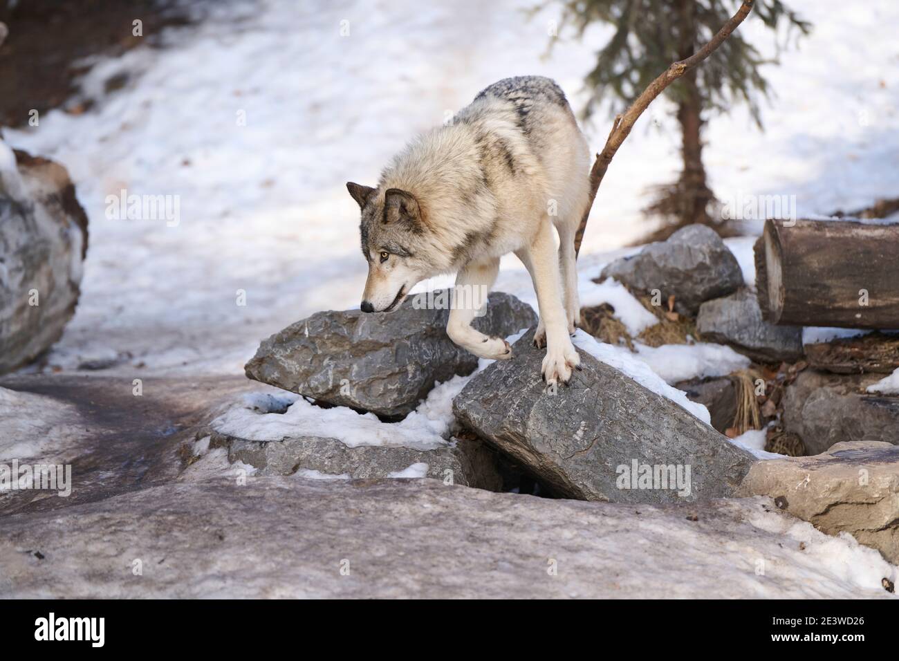 Wolf (Canis lupus), Calgary, Calgary Zoo, Alberta, Canada Banque D'Images
