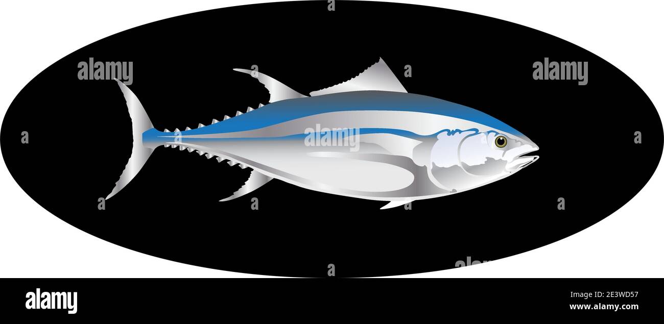 illustration du vecteur de couleur du thon isolé sur le noir Illustration de Vecteur