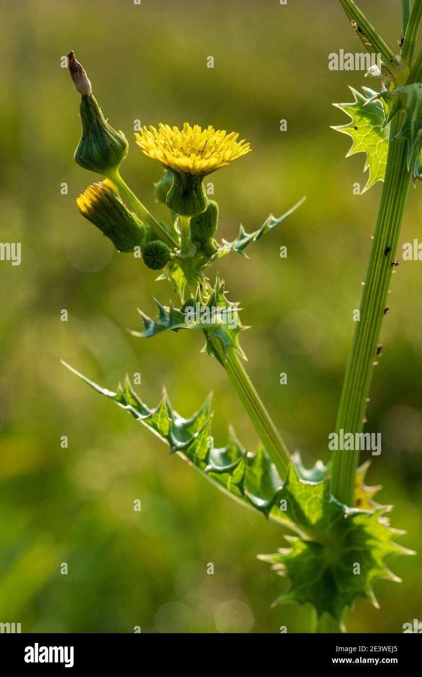 Le laiteron piquant, Sonchus asper Banque D'Images