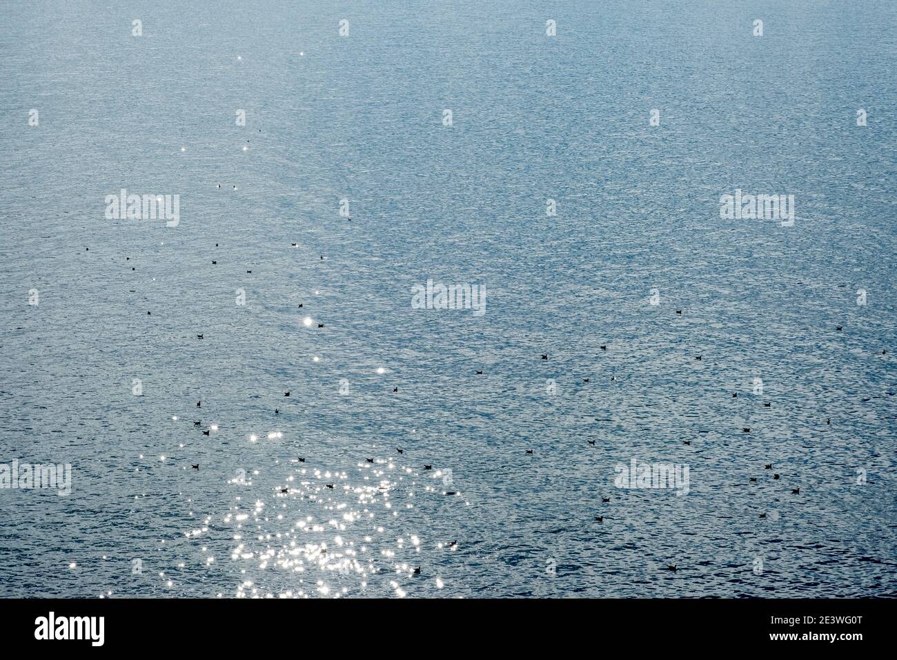 Mouettes nageant sur une mer scintillantes en été Banque D'Images