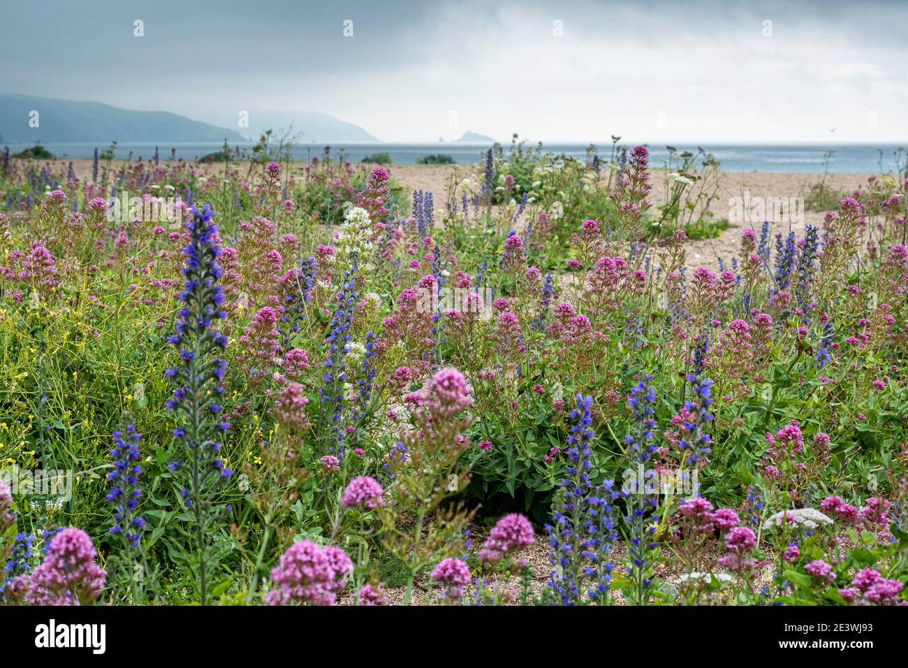 Slapton Sands à South Devon, SSI, fleurs sauvages qui poussent sur la plage de sable. Banque D'Images