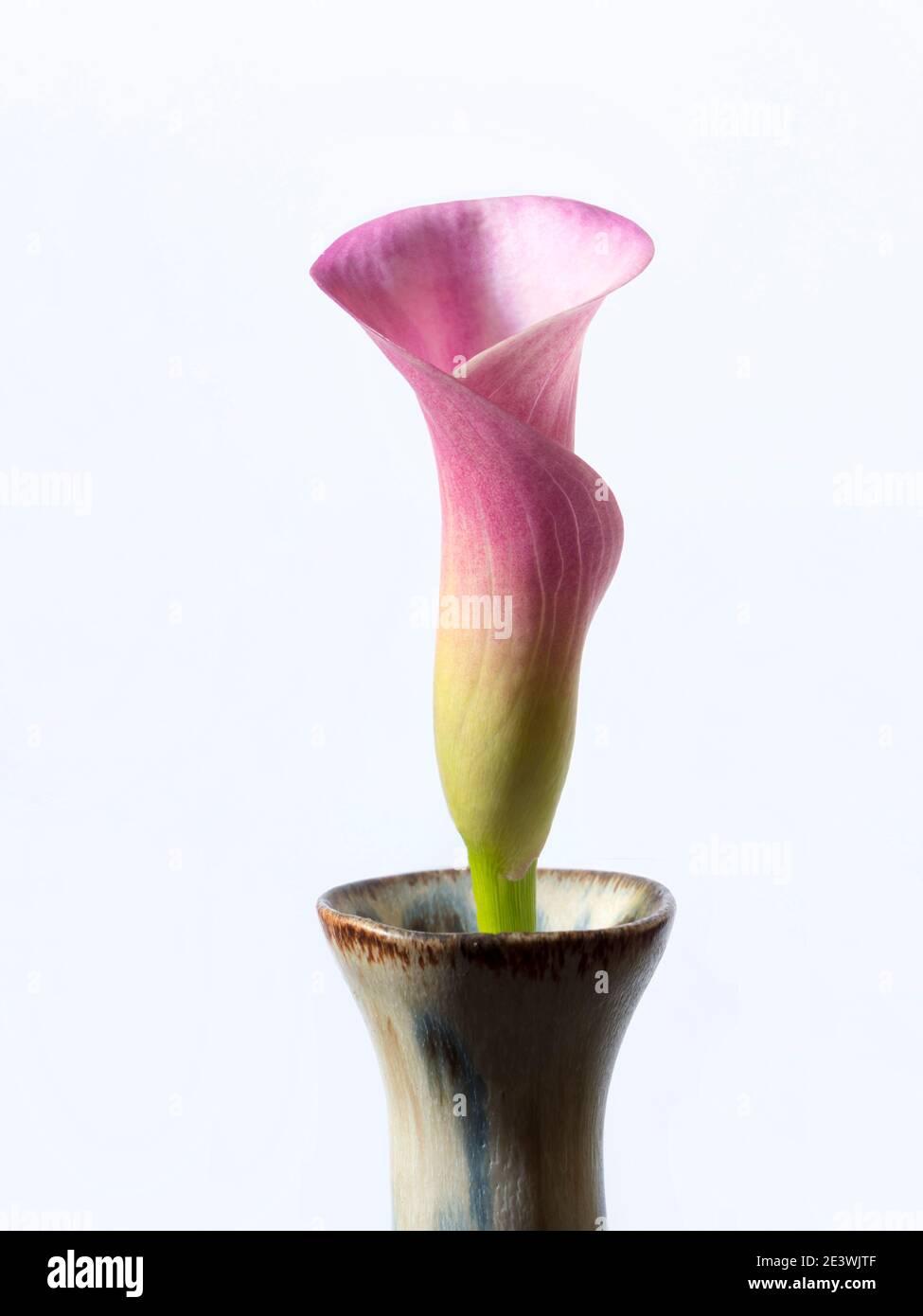 Purple calla lily Banque de photographies et d'images à haute résolution -  Alamy