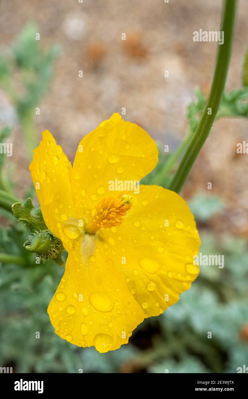 Glaucium flavum Pavot Cornu, jaune Banque D'Images