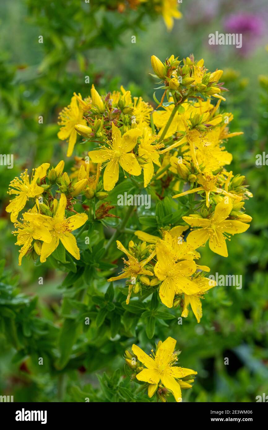 Perforer le millepertuis, Hypericum perforatum, Slapton Sands, Devon Banque D'Images