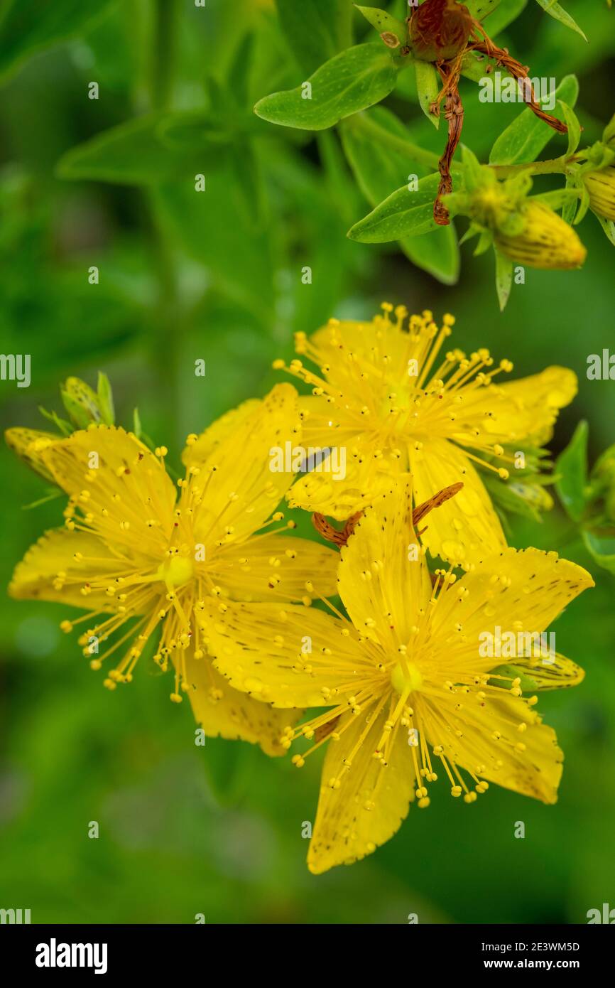 Perforer le millepertuis, Hypericum perforatum, Slapton Sands, Devon Banque D'Images