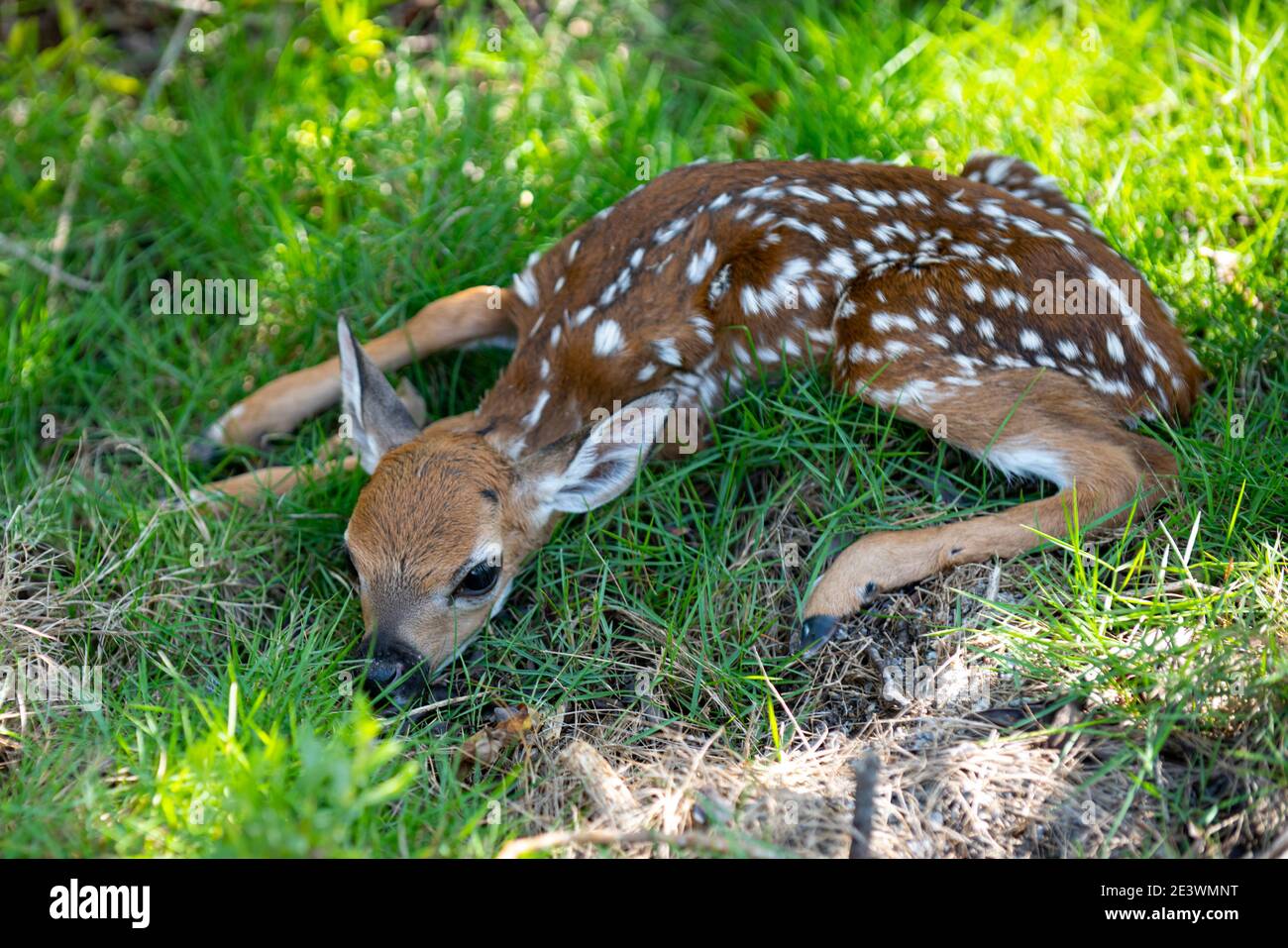 Concept Animaux De La Nature Bebe Chevreuil Caperole Nouveau Ne Deers Bambi Et Animaux Sauvages De Printemps Concept Fauve Au Repos Photo Stock Alamy