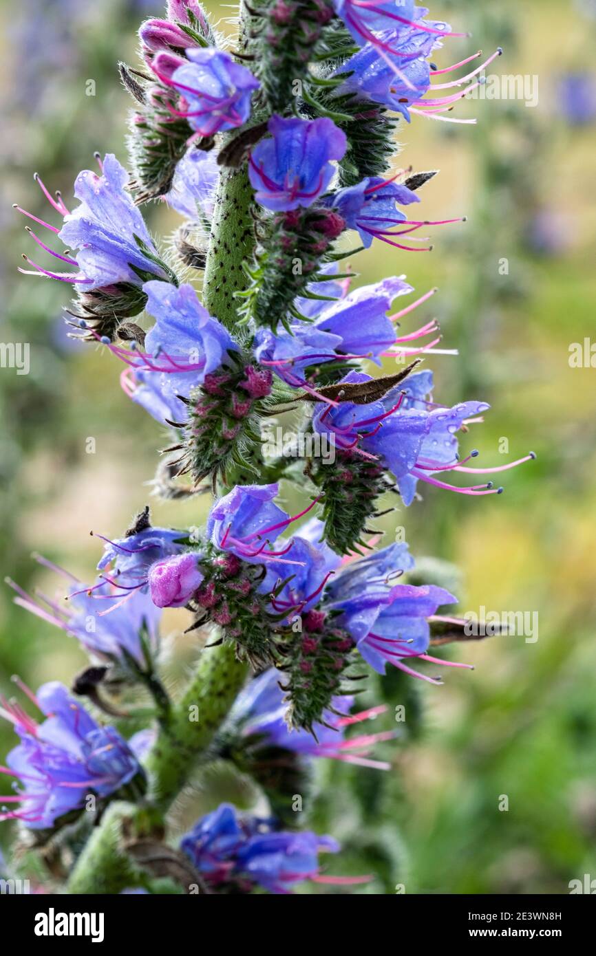 brillant de viper, Echium vulgare, blueweed, Snake Flower Banque D'Images