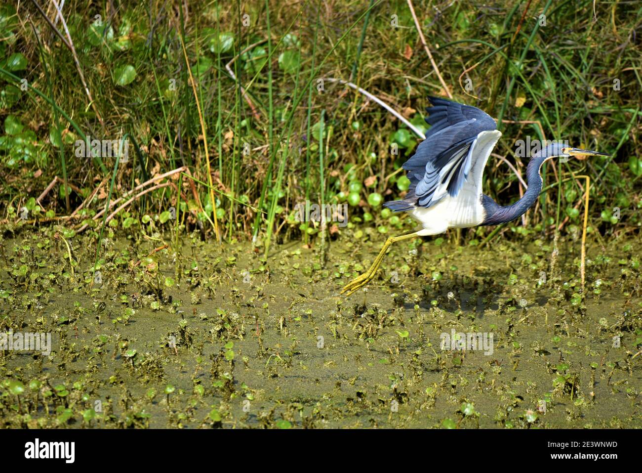 Blue Heron, Cocoa Beach, Floride Banque D'Images