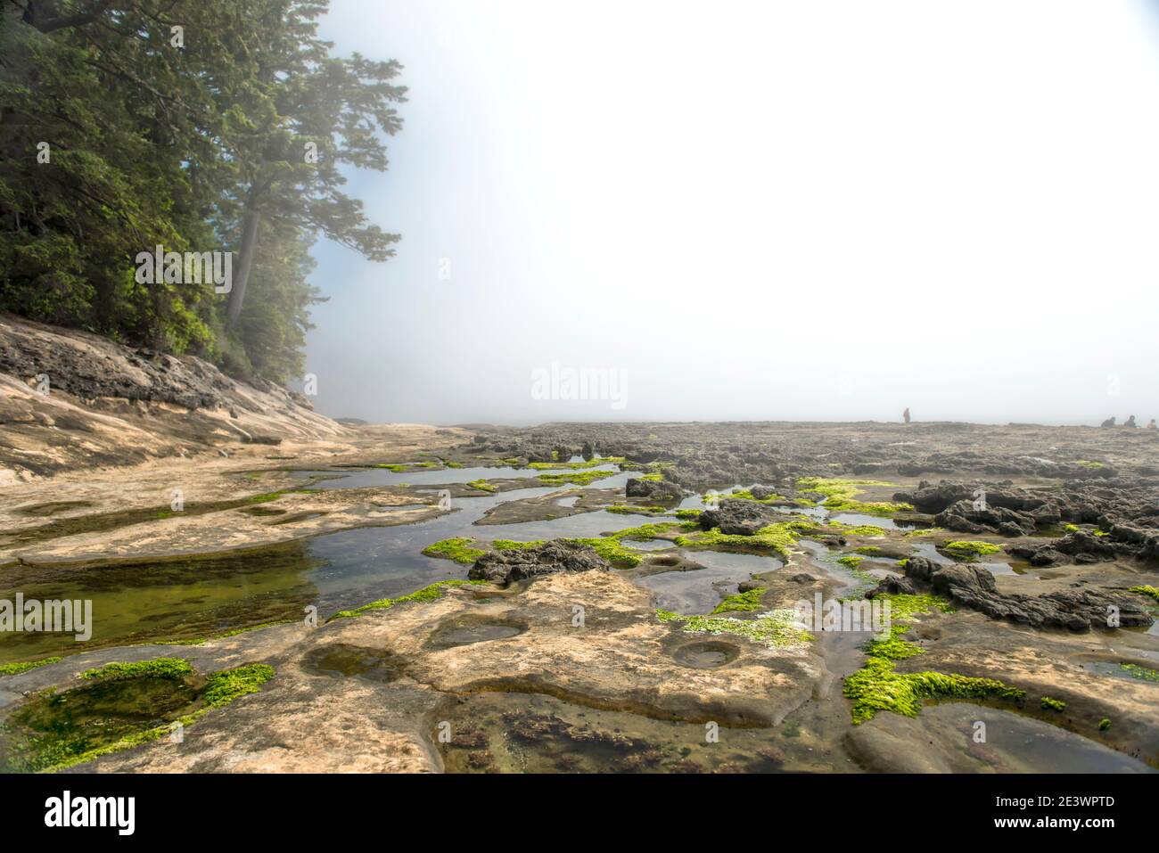 Un petit morceau d'Islande au Canada : la plage botanique, en Colombie-Britannique Banque D'Images