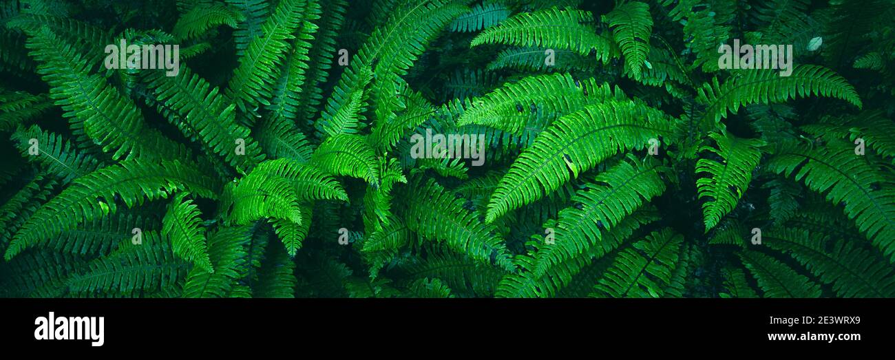 Fern Leaf Plant dans la forêt tropicale Jungle. Green Fern fond de feuillages verts frais et luxuriants. Plantes exotiques tropicales. Banque D'Images