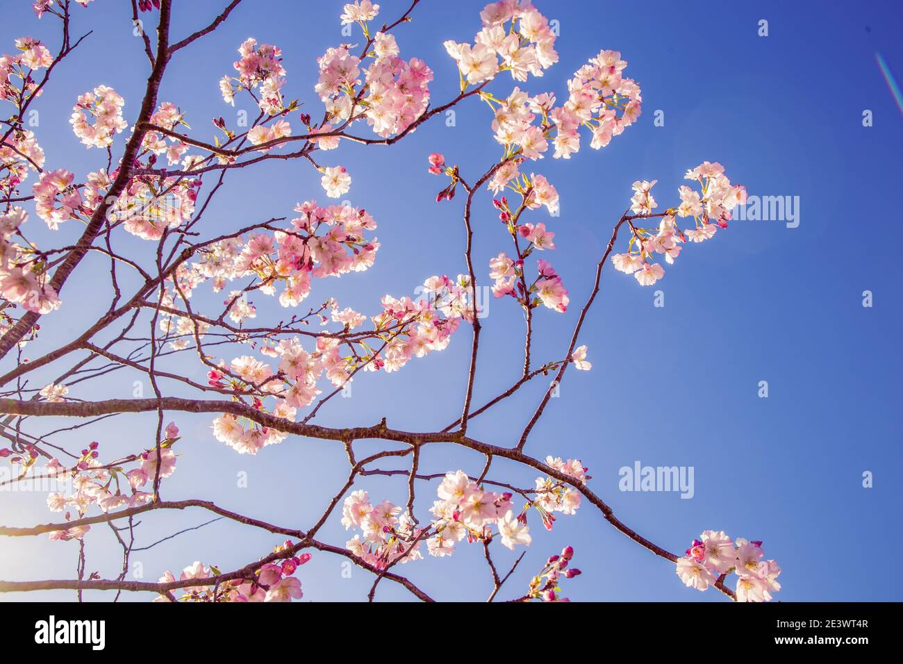 Fleurs de cerisier. Printemps nature arrière-plan. Fleurs de fleur rose Blossom Blooming contre fond de ciel bleu. Fleurs de cerisier de printemps. Banque D'Images