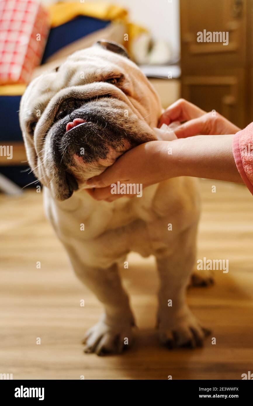 Inconnu femme caucasienne prenant soin de son chien - mains de la femme en utilisant un chiffon humide pour nettoyer la tête de son chien adulte principal anglais bulldog Banque D'Images