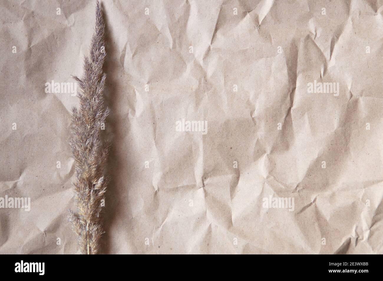 fond de papier d'artisanat froissé avec fleur sèche en minimalisme style Banque D'Images