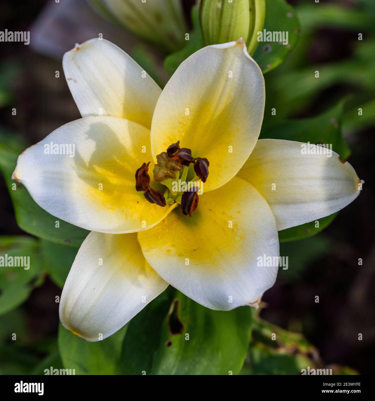 « Time Out » nénuphars orientaux, Orientlilja (hybride Lilium) Banque D'Images