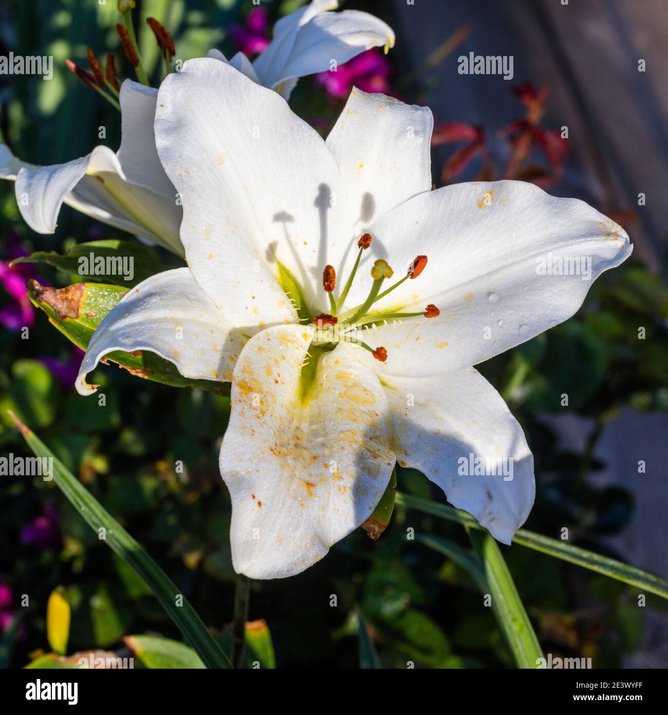 Rialto' 'hybride Oriental, Orientlilja (Lilium hybride Photo Stock - Alamy