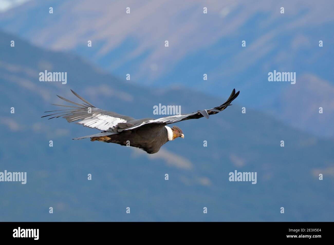 Condor andin (Vultur gryphus), en vol, El Chalten, Patagonie, sud de l'Argentine 29 décembre 2015 Banque D'Images