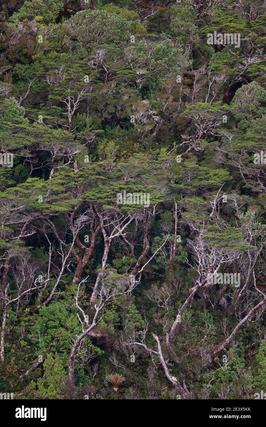 Collines boisées de Nothofagus, à côté des fjords chiliens, photographiées de Navimag Ferry (Puerto Natales à Puerto Montt, Chili) 6th janvier 2016 Banque D'Images