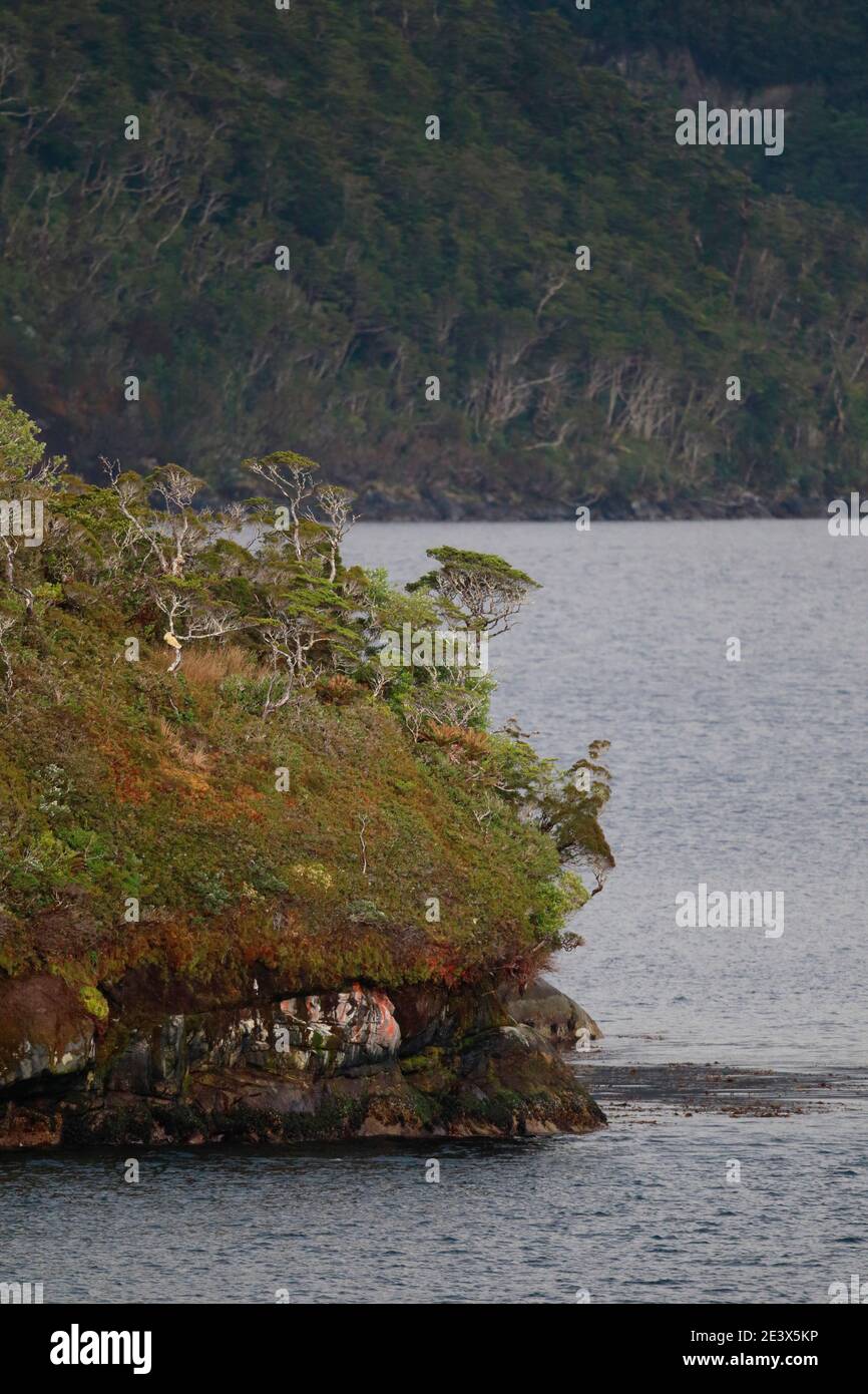 Collines boisées de Nothofagus, fjords chiliens du ferry de Navimag (Puerto Natales à Puerto Montt) 6 janvier 2016 Banque D'Images