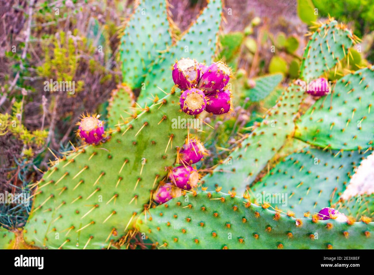 Cactus verts et poires à la prquette rouges, plantes à Majorque en Espagne. Banque D'Images