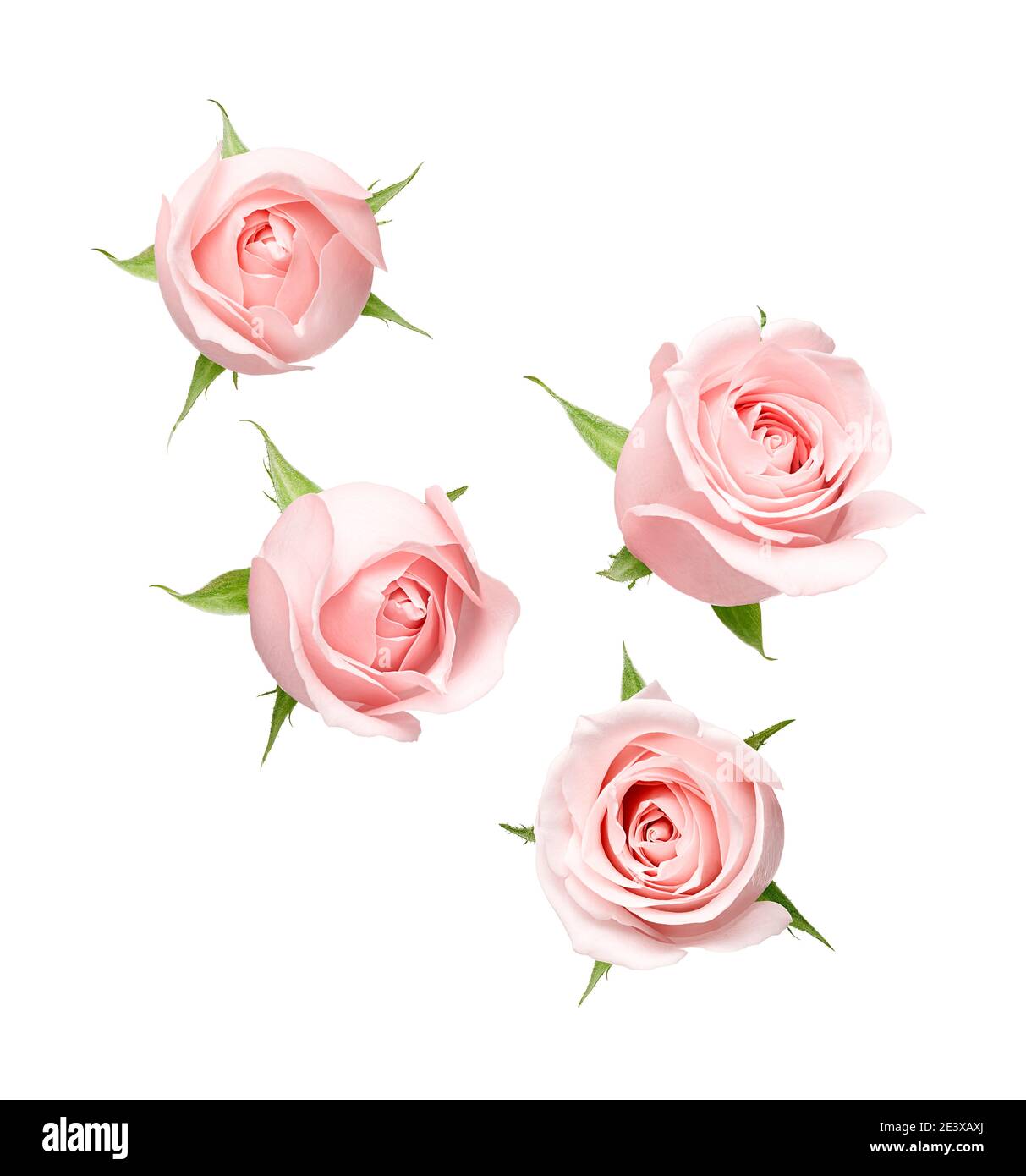 Angle différent de rose isolé sur fond blanc Banque D'Images
