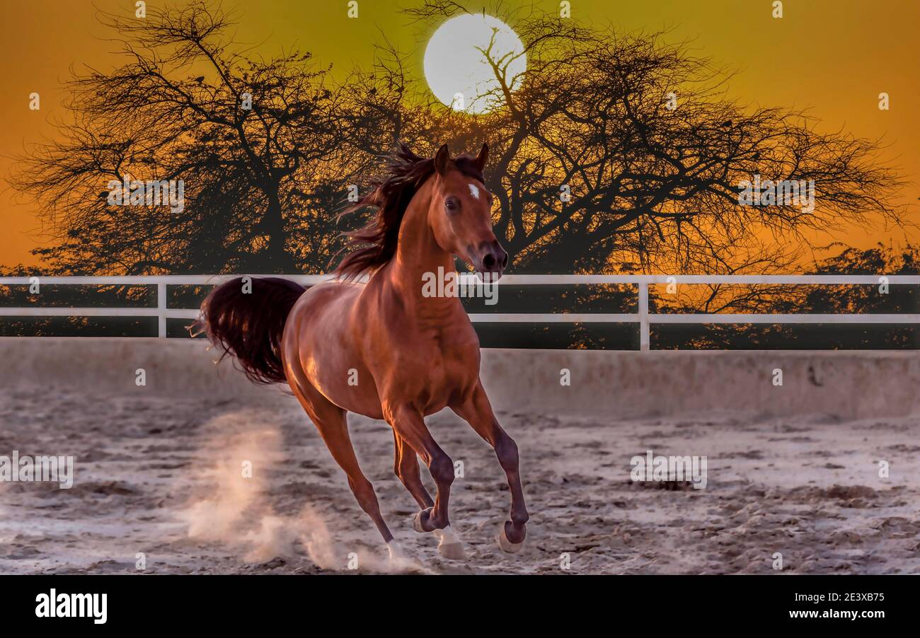 Dying Horse Banque D Image Et Photos Alamy Dying Horse Banque D Image Et Photos Alamy