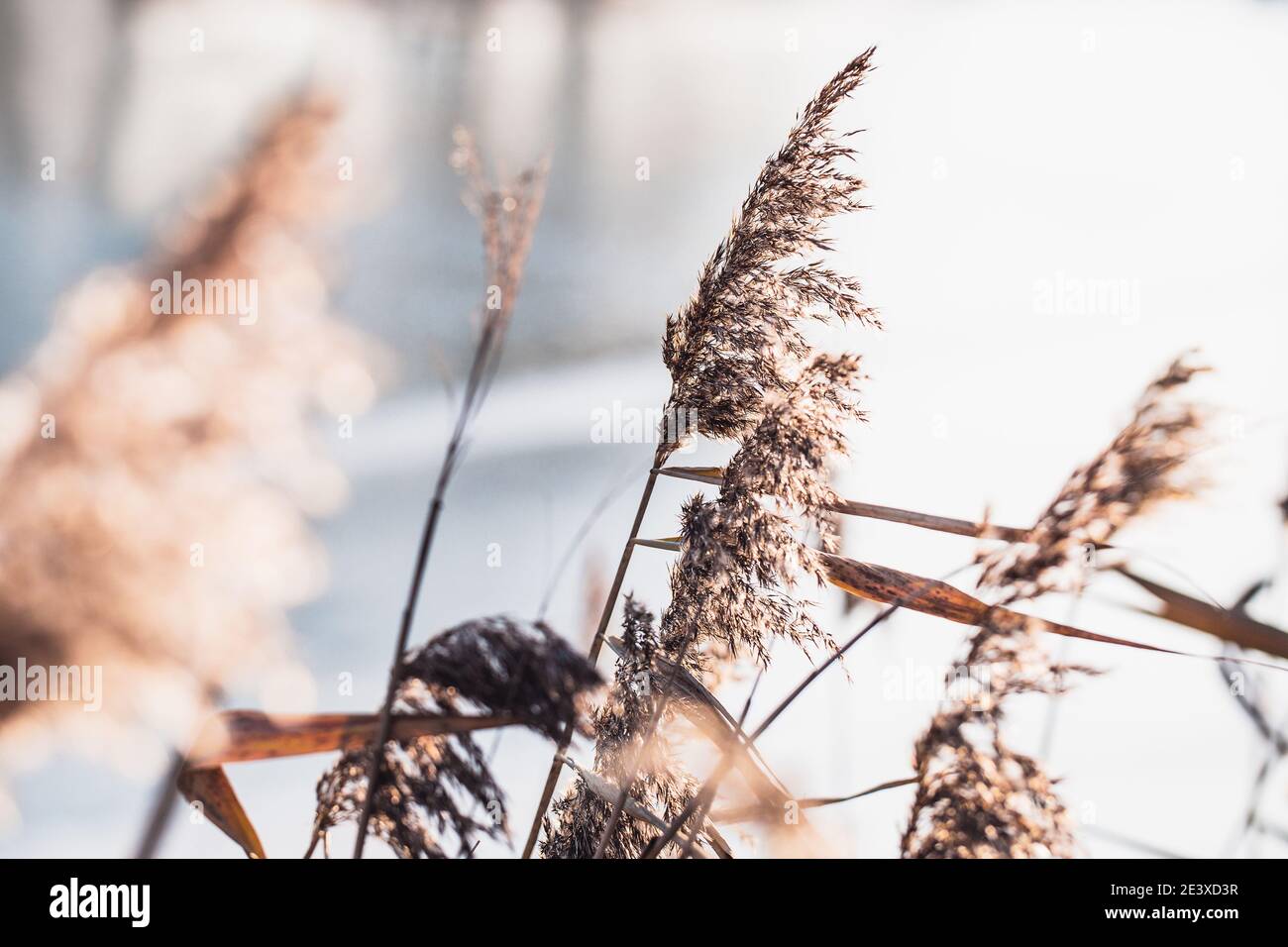 Sécher les oreilles et l'herbe sur le fond du soleil en hiver sur un étang gelé - la nature en hibernation Banque D'Images
