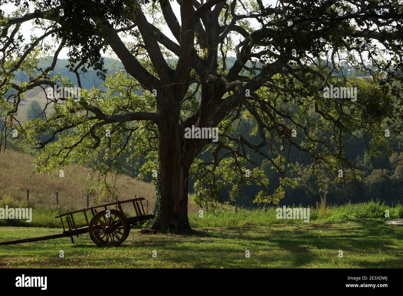 Il y a un énorme vieux chêne et un chariot à proximité dans le paysage. Italie, Toscane, Grosseto, Manciano, Castiglion Fiorentino. Banque D'Images