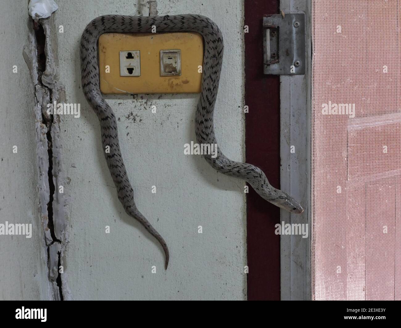 Le serpent kukri Banded ( Oligodon fasciolatus ) sur la prise électrique sur l'ancien mur gris, bandes noires sur le corps de reptile gris, reptile toxique Banque D'Images