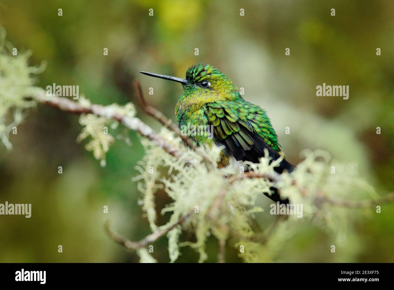 Eriocnemis mosquera, Puffleg doré, colibri vert et or dans l'habitat naturel. Végétation florale rouge et verte avec oiseau, Los Nevados Banque D'Images