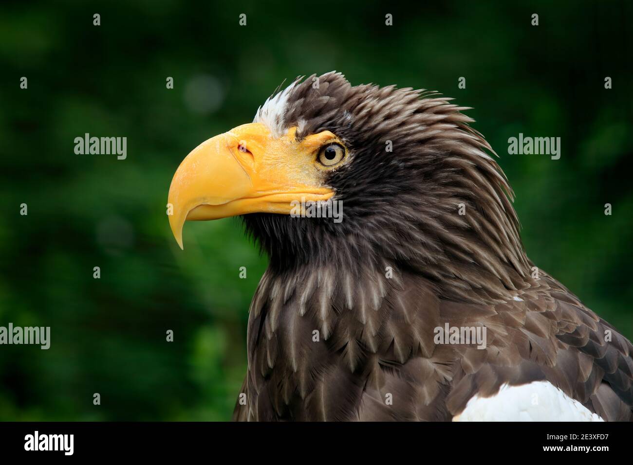 Portrait de l'aigle de mer de Steller, Haliaeetus pelagicus, oiseau en saison estivale, Hokkaido, Japon. Scène de comportement d'action de la faune de la nature. Détail de la CLO Banque D'Images