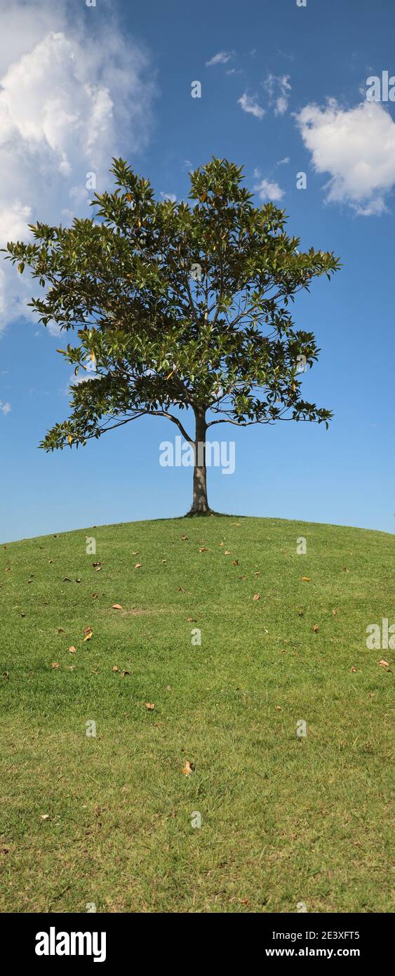 Arbre sur une petite colline Banque D'Images