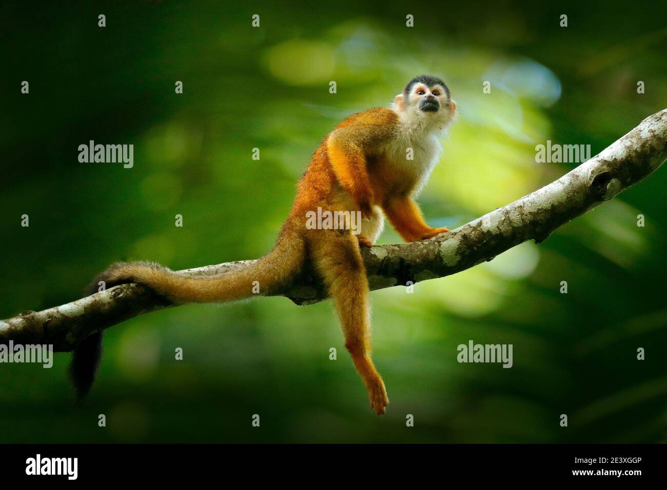 Singe, longue queue dans la forêt tropicale. Singe écureuil, Saimiri oerstedii, assis sur le tronc de l'arbre avec des feuilles vertes, NP Corcovado, Costa Rica. Singe Banque D'Images