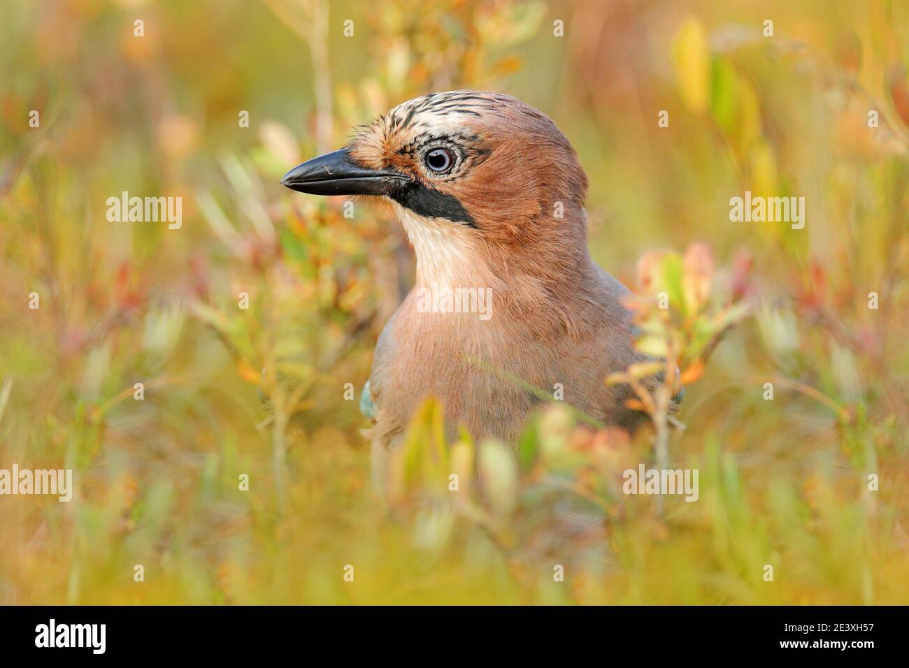 Portrait d'oiseau bien eurasien Jay, Garrulus glandarius, avec l'orange chute des feuilles et le soleil du matin pendant l'automne orange. Feuilles d'orange avec beauté Banque D'Images