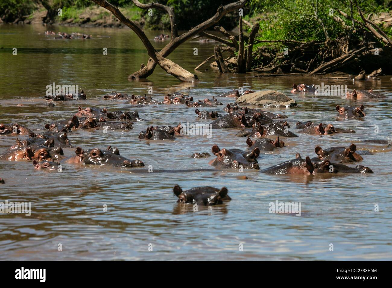 Hippos dans la rivière Grumeti du Parc National de Serengeti de Tanzanie... Banque D'Images